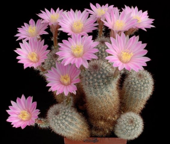Echinocereus_lauii